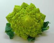 Bròcoli