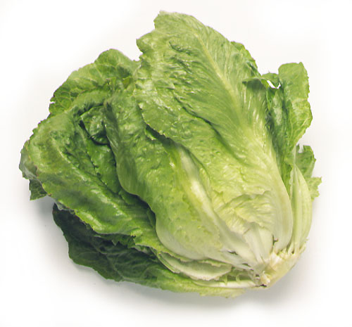 Lechuga