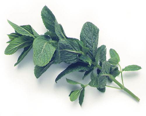 Menta o hierbabuena