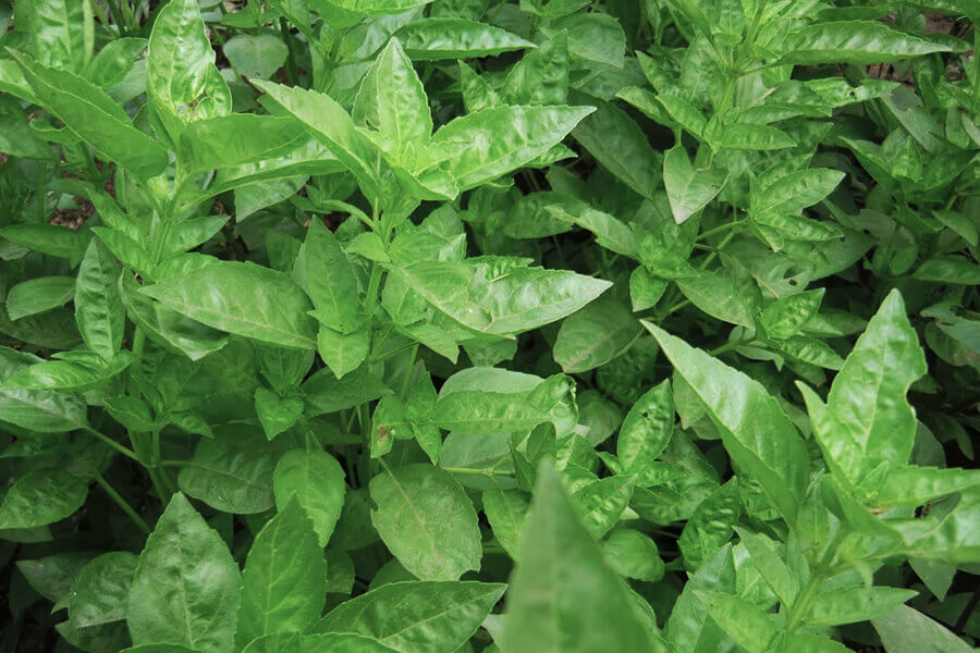 Herba aromàtica