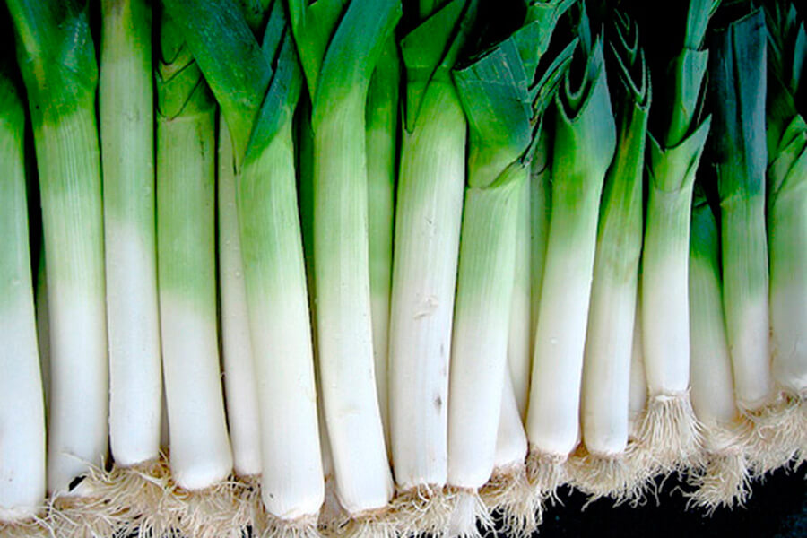 Hortalissa de bulb